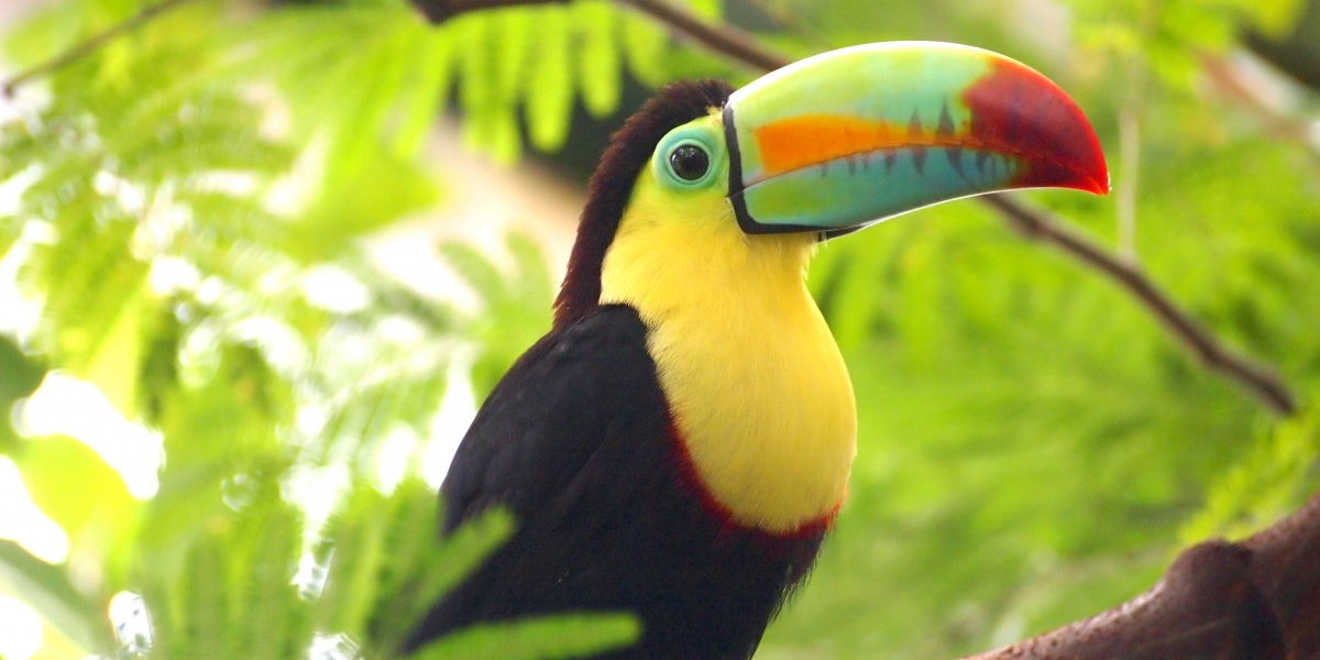 Toucan selling